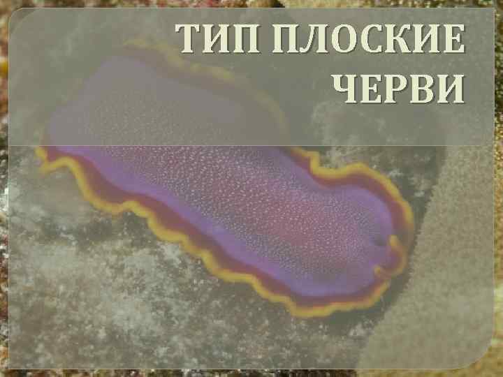 ТИП ПЛОСКИЕ ЧЕРВИ 