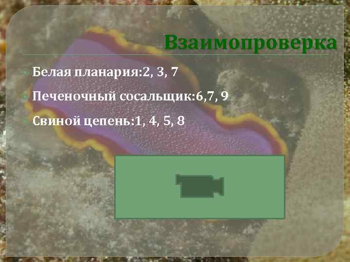 Взаимопроверка Белая планария: 2, 3, 7 Печеночный Свиной сосальщик: 6, 7, 9 цепень: 1,