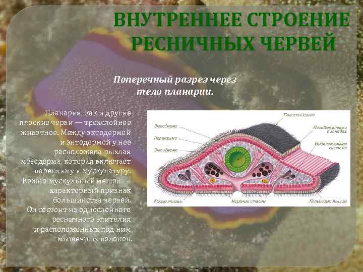 ВНУТРЕННЕЕ СТРОЕНИЕ РЕСНИЧНЫХ ЧЕРВЕЙ Поперечный разрез через тело планарии. Планария, как и другие плоские