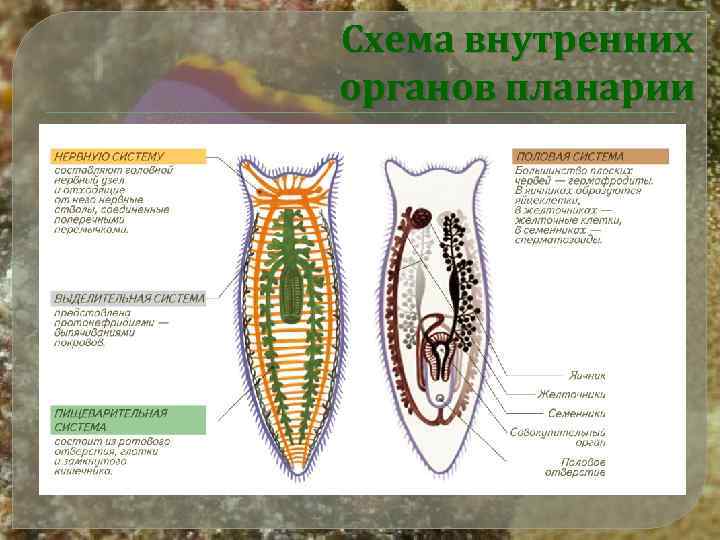 Схема внутренних органов планарии 