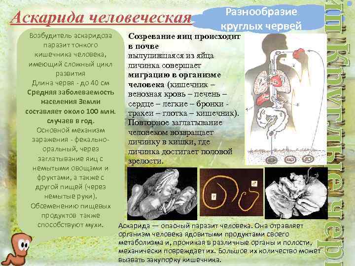 ип Круглые черв Аскарида человеческая Разнообразие круглых червей Возбудитель аскаридоза Созревание яиц происходит паразит