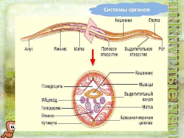 ип Круглые черв Системы органов 