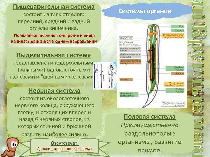 Тело состоит из трех отделов