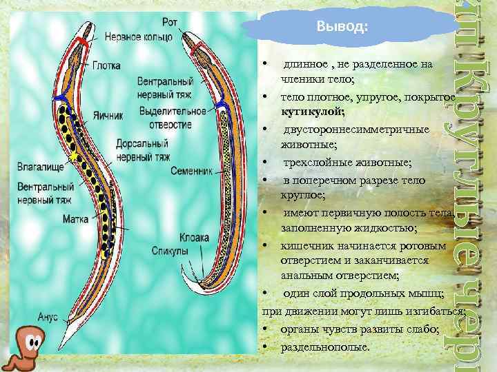 ип Круглые черв Вывод: длинное , не разделенное на членики тело; • тело плотное,