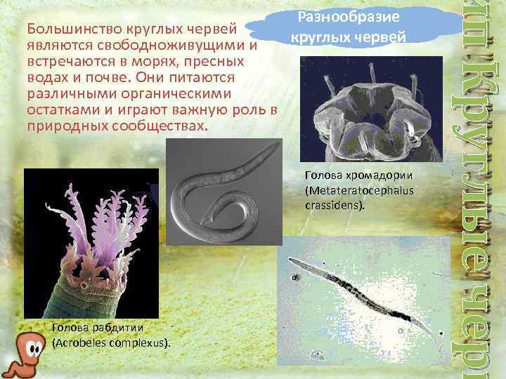 Голова хромадории (Metateratocephalus crassidens). Голова рабдитии (Acrobeles complexus). ип Круглые черв Большинство круглых червей