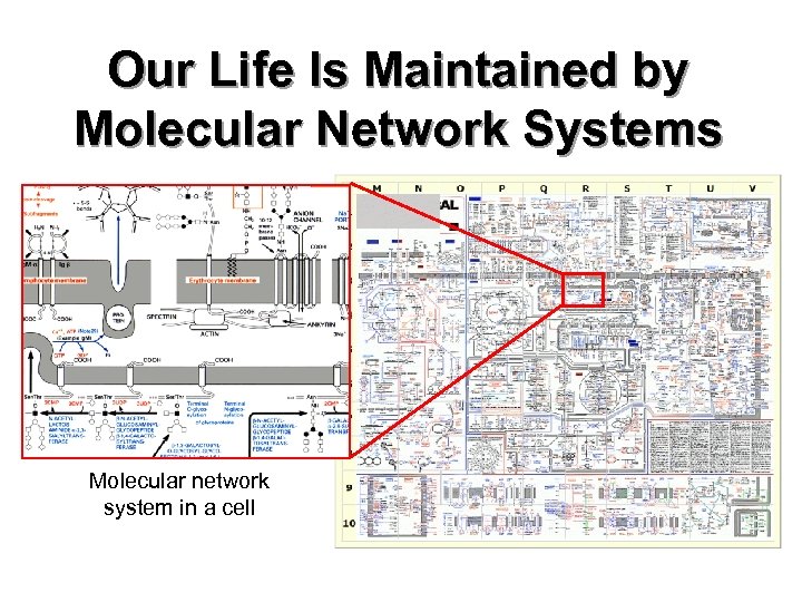 Our Life Is Maintained by Molecular Network Systems Molecular network system in a cell