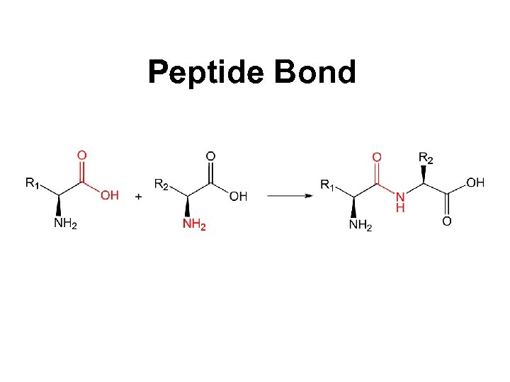 Peptide Bond 