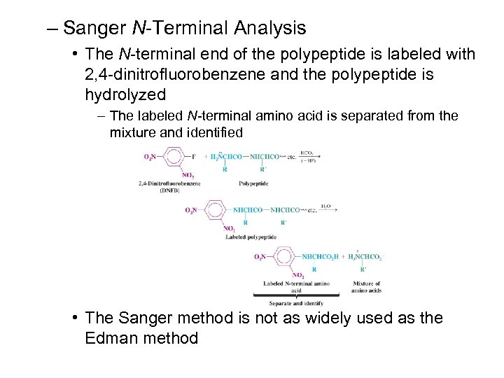 – Sanger N-Terminal Analysis • The N-terminal end of the polypeptide is labeled with