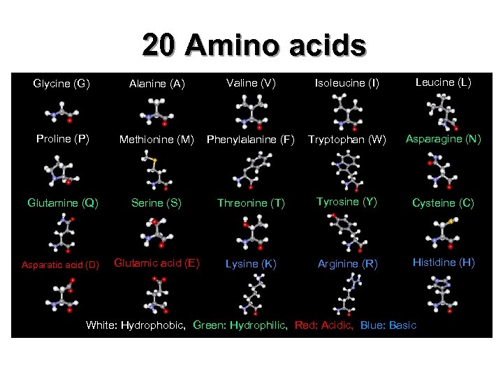 20 Amino acids Glycine (G) Alanine (A) Valine (V) Isoleucine (I) Leucine (L) Proline