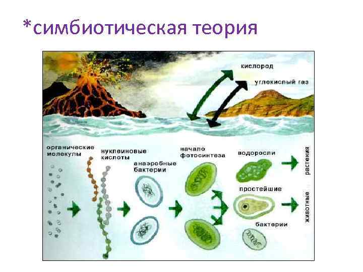 *симбиотическая теория 
