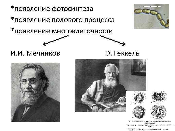 *появление фотосинтеза *появление полового процесса *появление многоклеточности И. И. Мечников Э. Геккель 