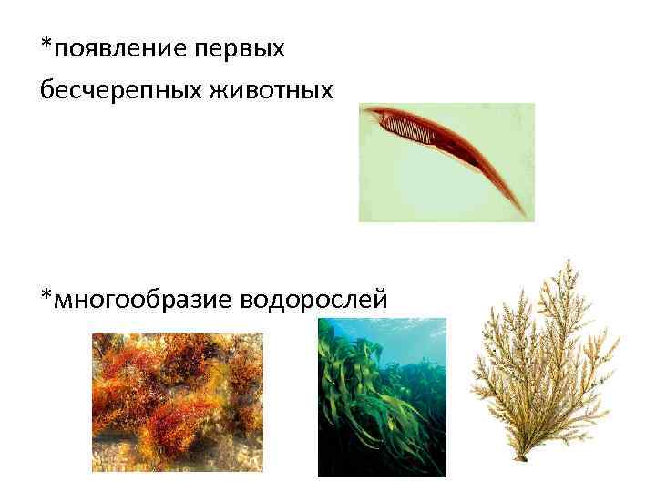 *появление первых бесчерепных животных *многообразие водорослей 
