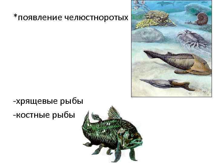 *появление челюстноротых -хрящевые рыбы -костные рыбы 