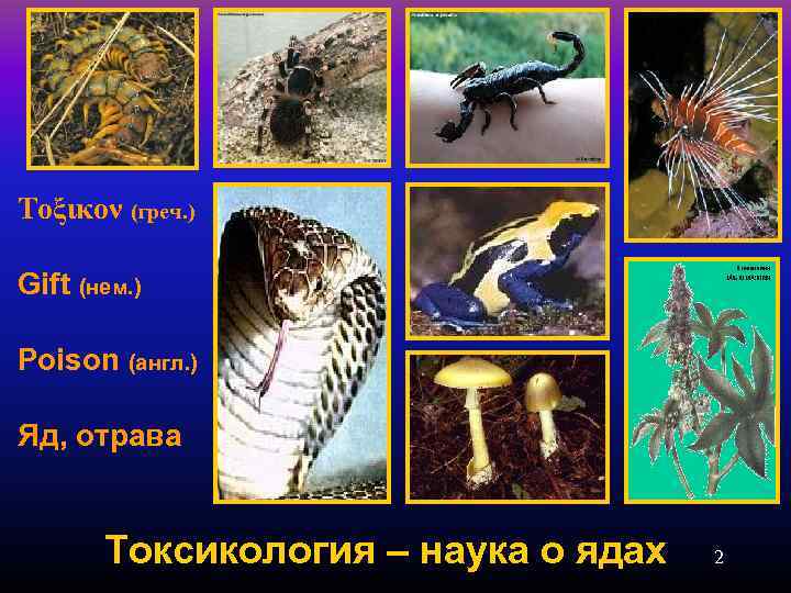 Τοξικον (греч. ) Gift (нем. ) Poison (англ. ) Яд, отрава Токсикология – наука