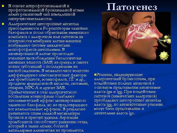 n n В основе непрофессиональной и профессиональной бронхиальной астмы лежит реагиновый тип немедленной гиперчувствительности.