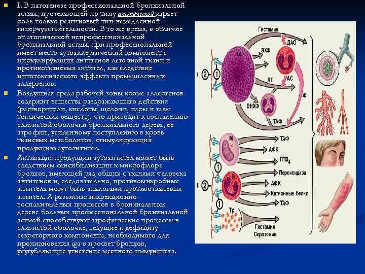 n n n I. В патогенезе профессиональной бронхиальной астмы, протекающей по типу атопической играет