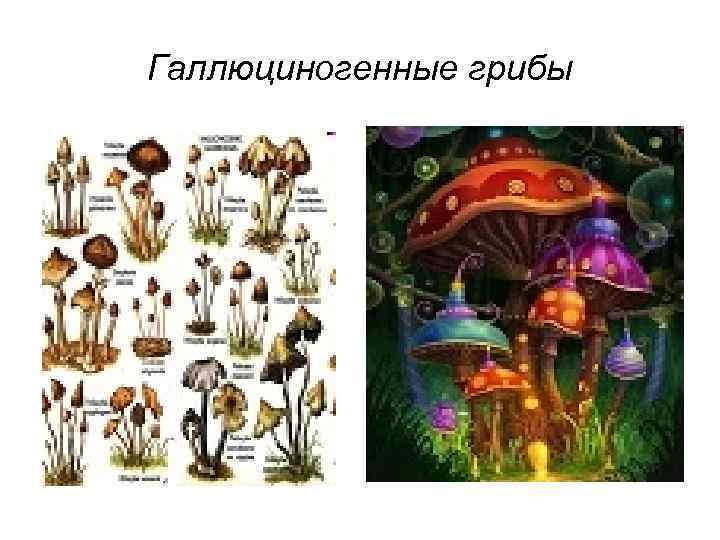 Галлюциногенные грибы 