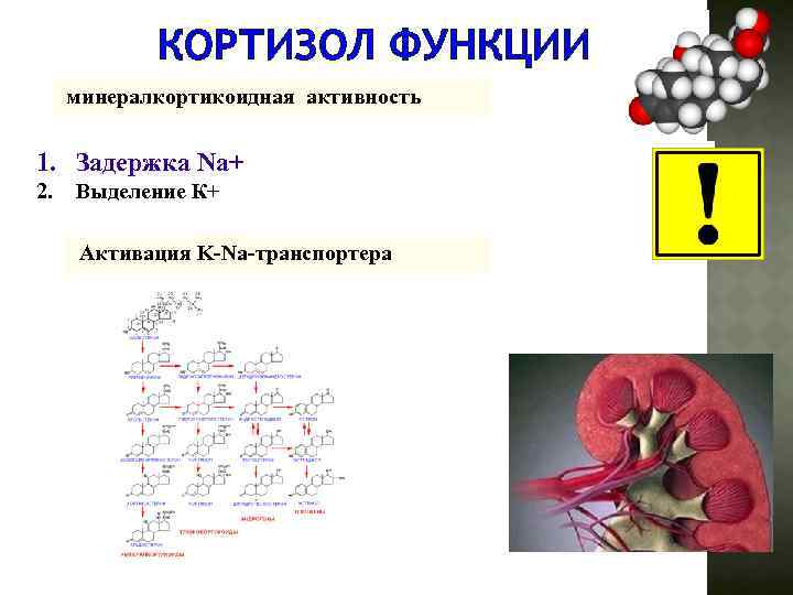 КОРТИЗОЛ ФУНКЦИИ минералкортикоидная активность 1. Задержка Na+ 2. Выделение К+ Активация K-Na-транспортера 