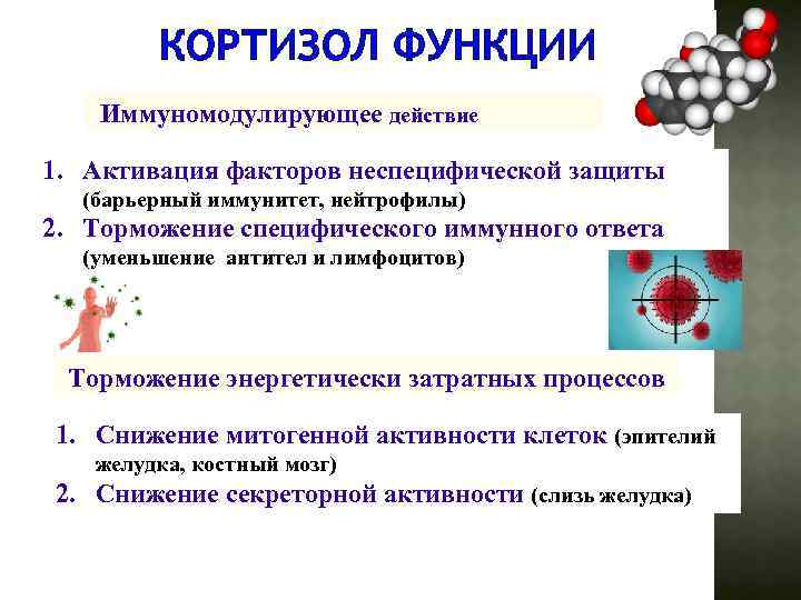 КОРТИЗОЛ ФУНКЦИИ Иммуномодулирующее действие 1. Активация факторов неспецифической защиты (барьерный иммунитет, нейтрофилы) 2. Торможение