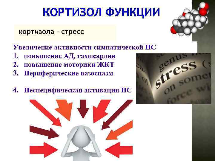 КОРТИЗОЛ ФУНКЦИИ кортизола – стресс Увеличение активности симпатической НС 1. повышение АД, тахикардия 2.