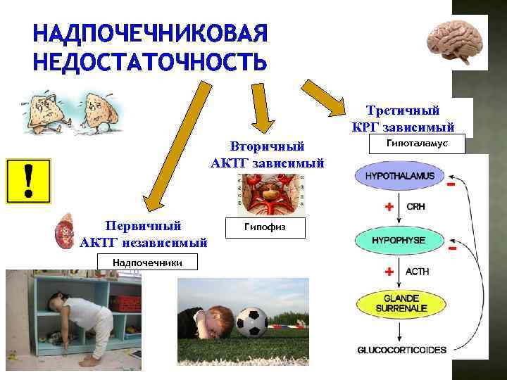 НАДПОЧЕЧНИКОВАЯ НЕДОСТАТОЧНОСТЬ Третичный КРГ зависимый Вторичный АКТГ зависимый Первичный АКТГ независимый Надпочечники Гипофиз Гипоталамус