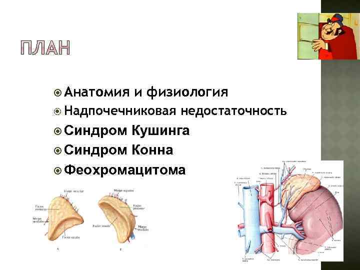  Анатомия и физиология Надпочечниковая Синдром недостаточность Кушинга Синдром Конна Феохромацитома 