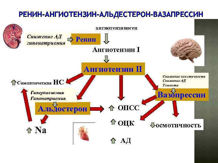 РЕНИН-АНГИОТЕНЗИН-АЛЬДЕСТЕРОН-ВАЗАПРЕССИН ангиотензиноген Снижение АД гипонатриемия Ренин Ангиотензин II Снижение осмотичности Снижение АД Тошнота Симпатическая