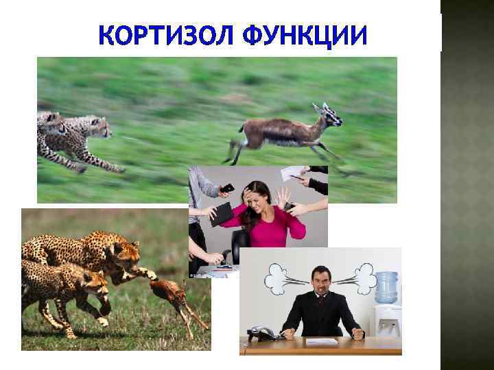 КОРТИЗОЛ ФУНКЦИИ 