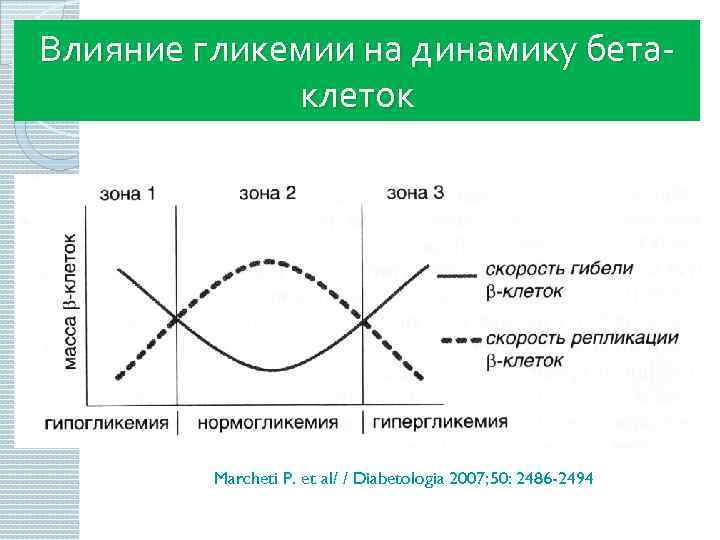 Влияние гликемии на динамику бетаклеток Marcheti P. et al/ / Diabetologia 2007; 50: 2486