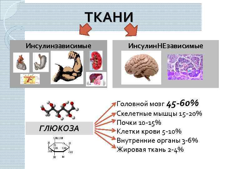 ТКАНИ Инсулинзависимые ГЛЮКОЗА Инсулин. НЕзависимые Головной мозг 45 -60% Скелетные мышцы 15 -20% Почки