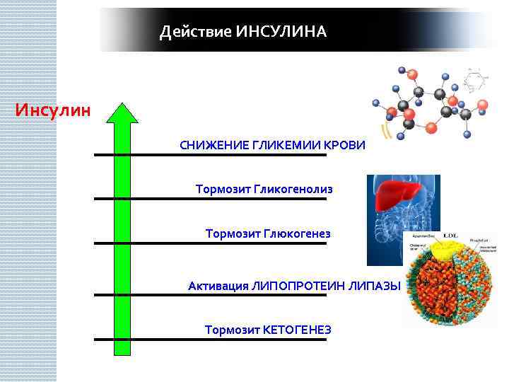 Действие ИНСУЛИНА 41 Инсулин СНИЖЕНИЕ ГЛИКЕМИИ КРОВИ Тормозит Гликогенолиз Тормозит Глюкогенез Активация ЛИПОПРОТЕИН ЛИПАЗЫ