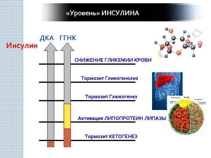  «Уровень» ИНСУЛИНА Инсулин 63 ДКА ГГНК СНИЖЕНИЕ ГЛИКЕМИИ КРОВИ Тормозит Гликогенолиз Тормозит Глюкогенез