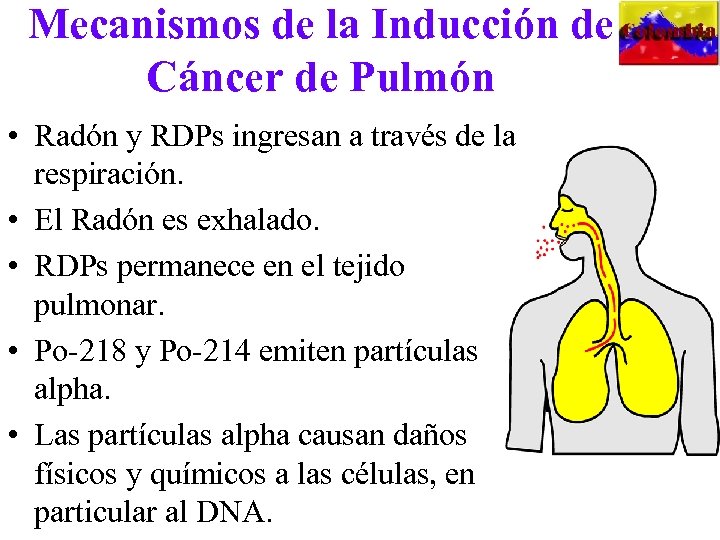 Mecanismos de la Inducción de Cáncer de Pulmón • Radón y RDPs ingresan a
