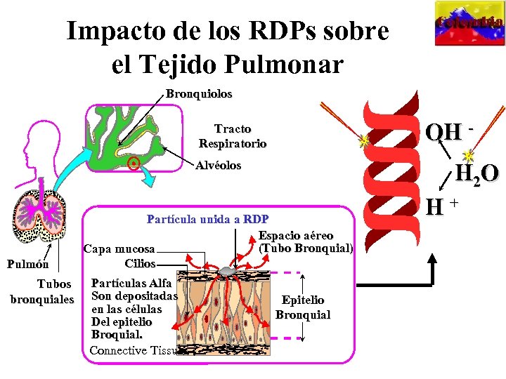 Impacto de los RDPs sobre el Tejido Pulmonar Bronquiolos Tracto Respiratorio Alvéolos Partícula unida