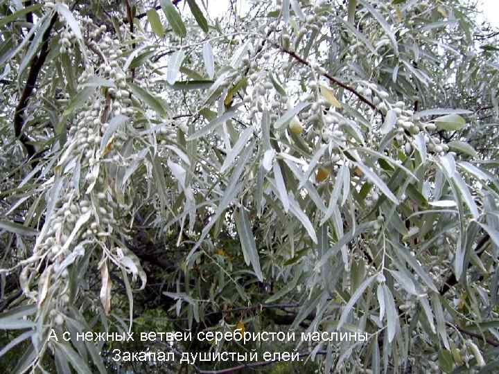 А с нежных ветвей серебристой маслины Закапал душистый елей. 