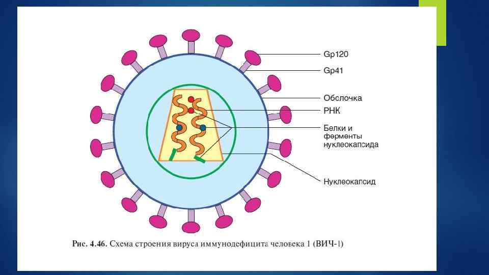 Вич вирус рисунок. Схема вируса иммунодефицита человека. Структура вируса СПИД. Строение вируса ВИЧ. Строение вируса ВИЧ рисунок.