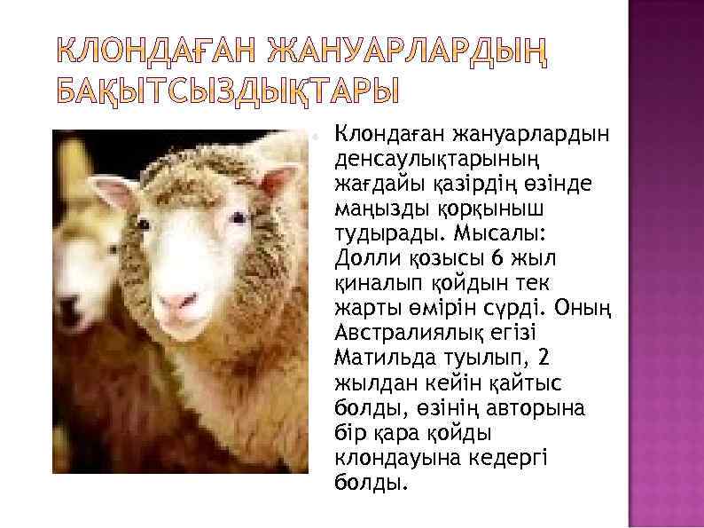  Клондаған жануарлардын денсаулықтарының жағдайы қазірдің өзінде маңызды қорқыныш тудырады. Мысалы: Долли қозысы 6