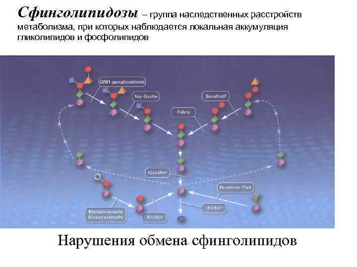 Сфинголипидозы – группа наследственных расстройств метаболизма, при которых наблюдается локальная аккумуляция гликолипидов и фосфолипидов