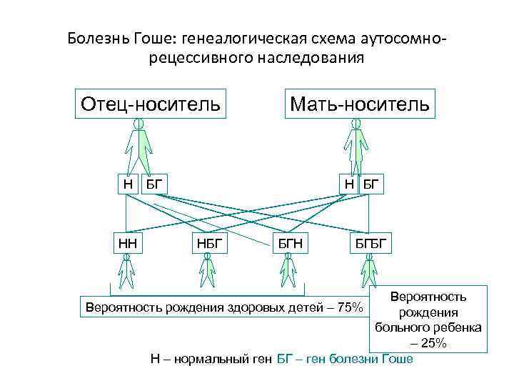 Болезнь Гоше: генеалогическая схема аутосомнорецессивного наследования Отец-носитель Н НН Мать-носитель БГ НБГ БГН БГБГ