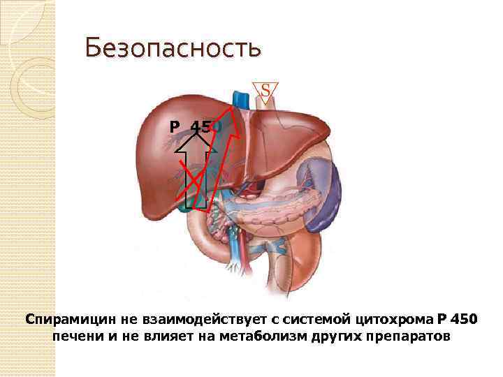 Безопасность Р 450 Спирамицин не взаимодействует с системой цитохрома Р 450 печени и не