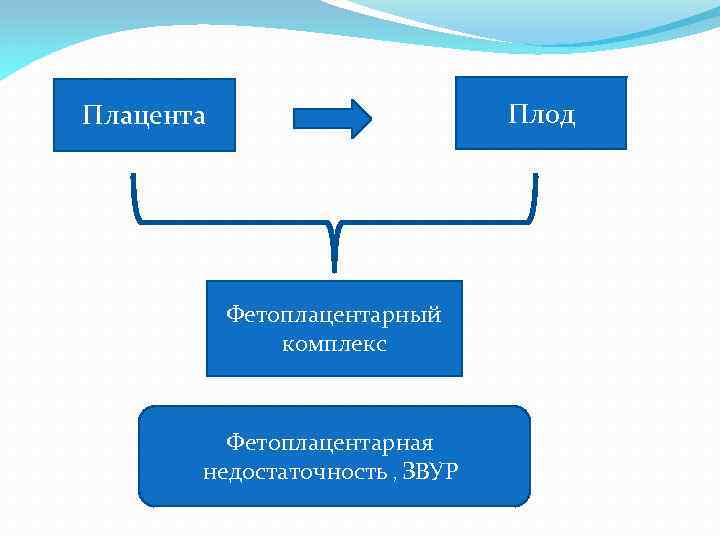 Плод Плацента Фетоплацентарный комплекс Фетоплацентарная недостаточность , ЗВУР 