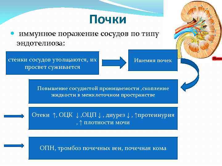 Почки иммунное поражение сосудов по типу эндотелиоза: стенки сосудов утолщаются, их просвет суживается Ишемия