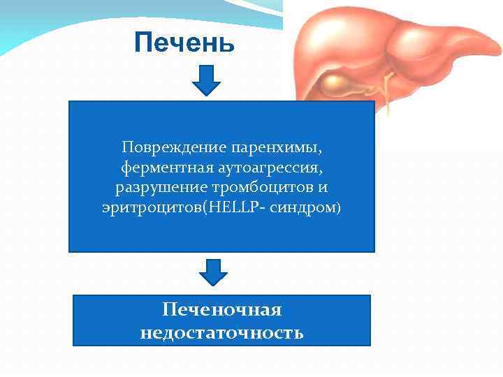 Печень Повреждение паренхимы, ферментная аутоагрессия, разрушение тромбоцитов и эритроцитов(HELLP- синдром) Печеночная недостаточность 
