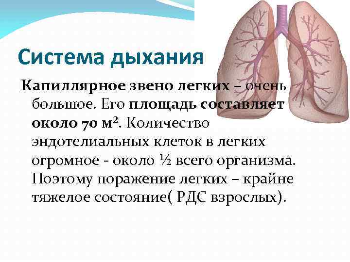 Система дыхания Капиллярное звено легких – очень большое. Его площадь составляет около 70 м².