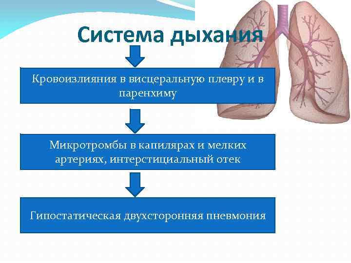 Гипостатические изменения в легких. Двухсторонняя гипостатическая пневмония. Гипостатические осложнения. Гипостатическая пневмония механизм. Профилактика гипостатической пневмонии.