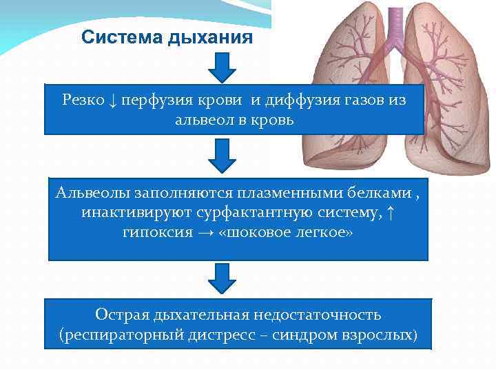 Система дыхания Резко ↓ перфузия крови и диффузия газов из альвеол в кровь Альвеолы