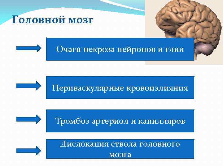 Головной мозг Очаги некроза нейронов и глии Периваскулярные кровоизлияния Тромбоз артериол и капилляров Дислокация