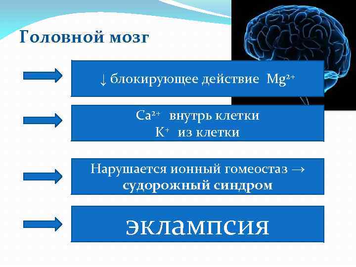 Головной мозг ↓ блокирующее действие Mg 2+ Са 2+ внутрь клетки K+ из клетки