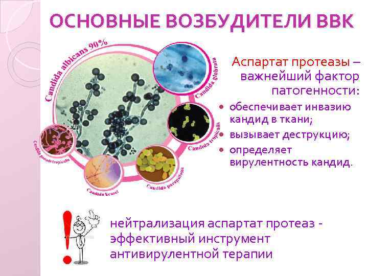 ОСНОВНЫЕ ВОЗБУДИТЕЛИ ВВК Аспартат протеазы – важнейший фактор патогенности: обеспечивает инвазию кандид в ткани;