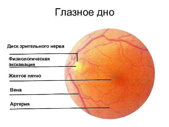 Глазное дно Диск зрительного нерва Физиологическая экскавация Желтое пятно Вена Артерия 